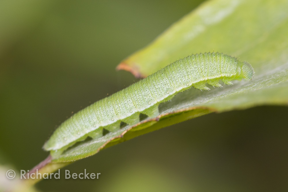 Gonepteryx rhamni