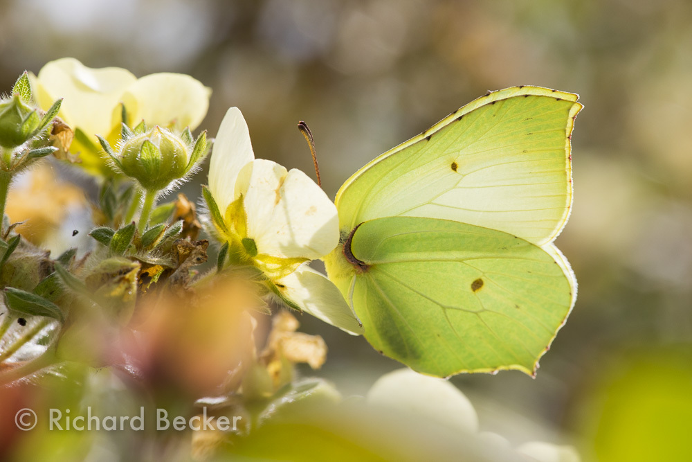 Gonepteryx rhamni